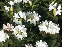 Rhododentro weissblhend